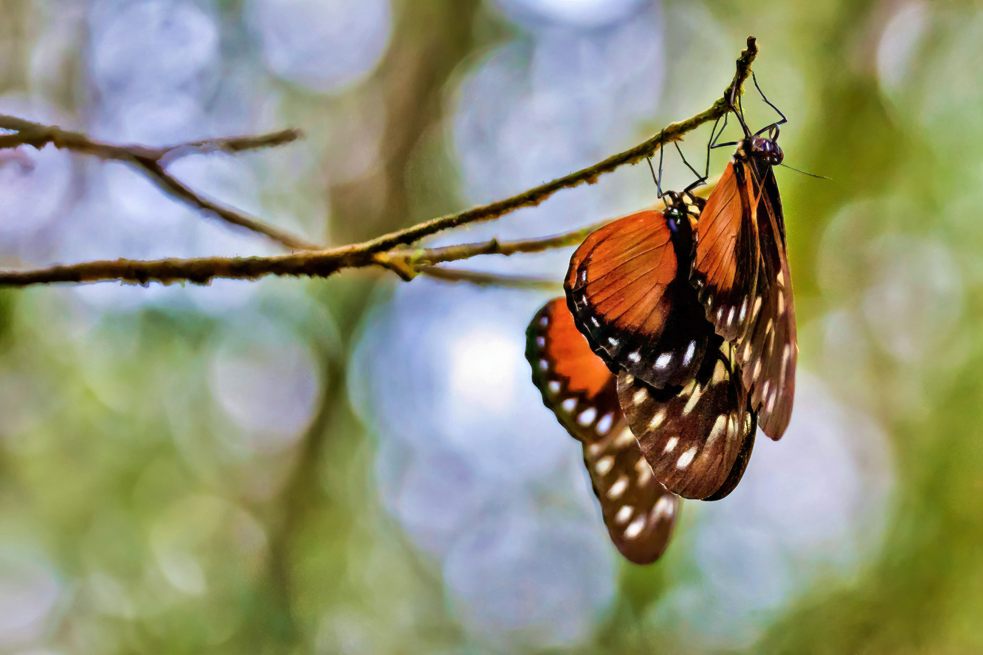Tiger-Passionsblumenfalter
